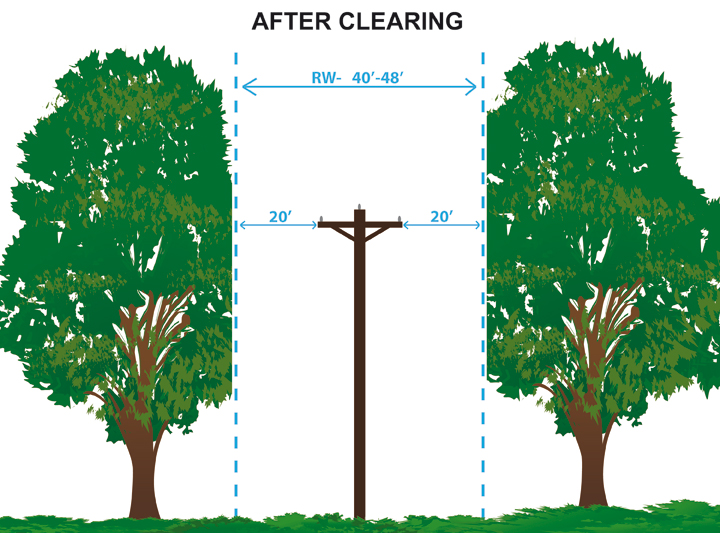 updated tree clearing